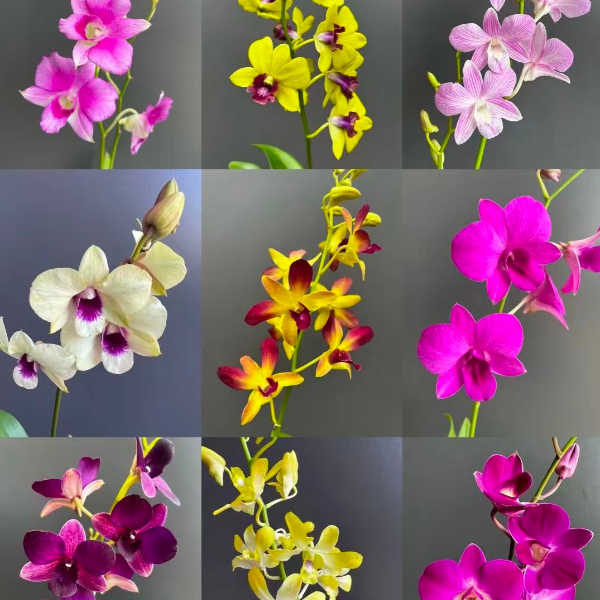 【一物一拍】石斛兰各种花型颜色带花苞花剑花朵桌面地上室内阳台养