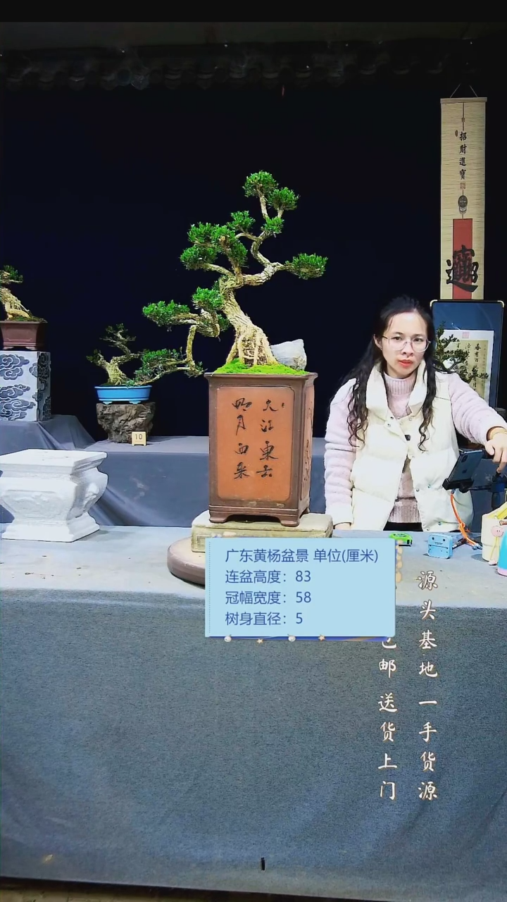 【闪购商品】雀舌黄杨盆景雀舌黄杨盆景