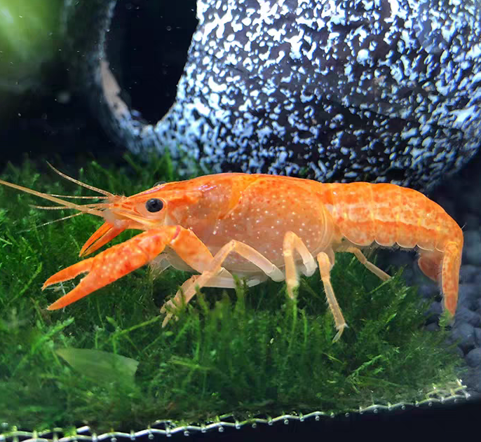 火山破坏者虾苗（小）