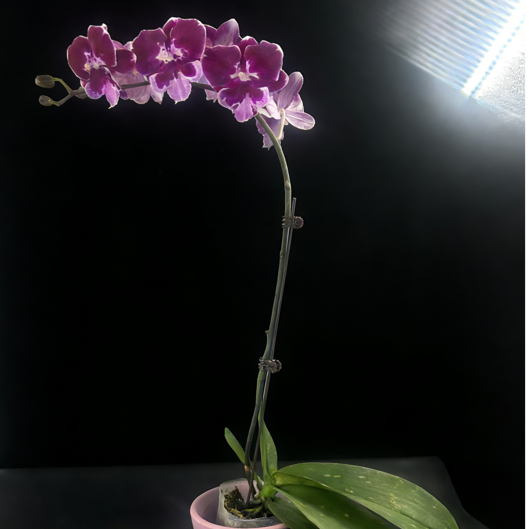 黑马花业（燕尾服） 3.0寸杯带花带花苞发货