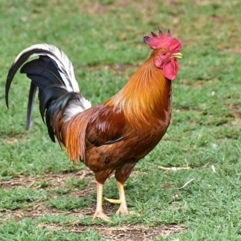 （主播福利）农村散养大公鸡两只公鸡送粉条两包还送酱料包2袋