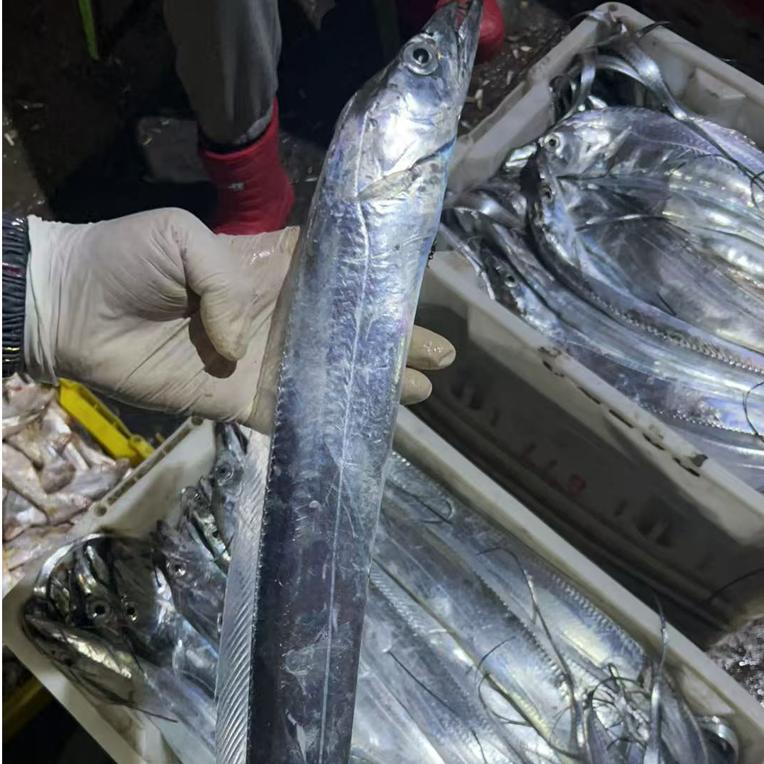 野生海捕灯光黑眼带鱼/刀鱼 鲜鱼速冻发顺丰 8-9条  共5斤