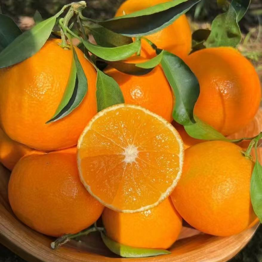 正宗四川爱媛果冻橙皮薄手剥橙口感丰富甘甜多汁