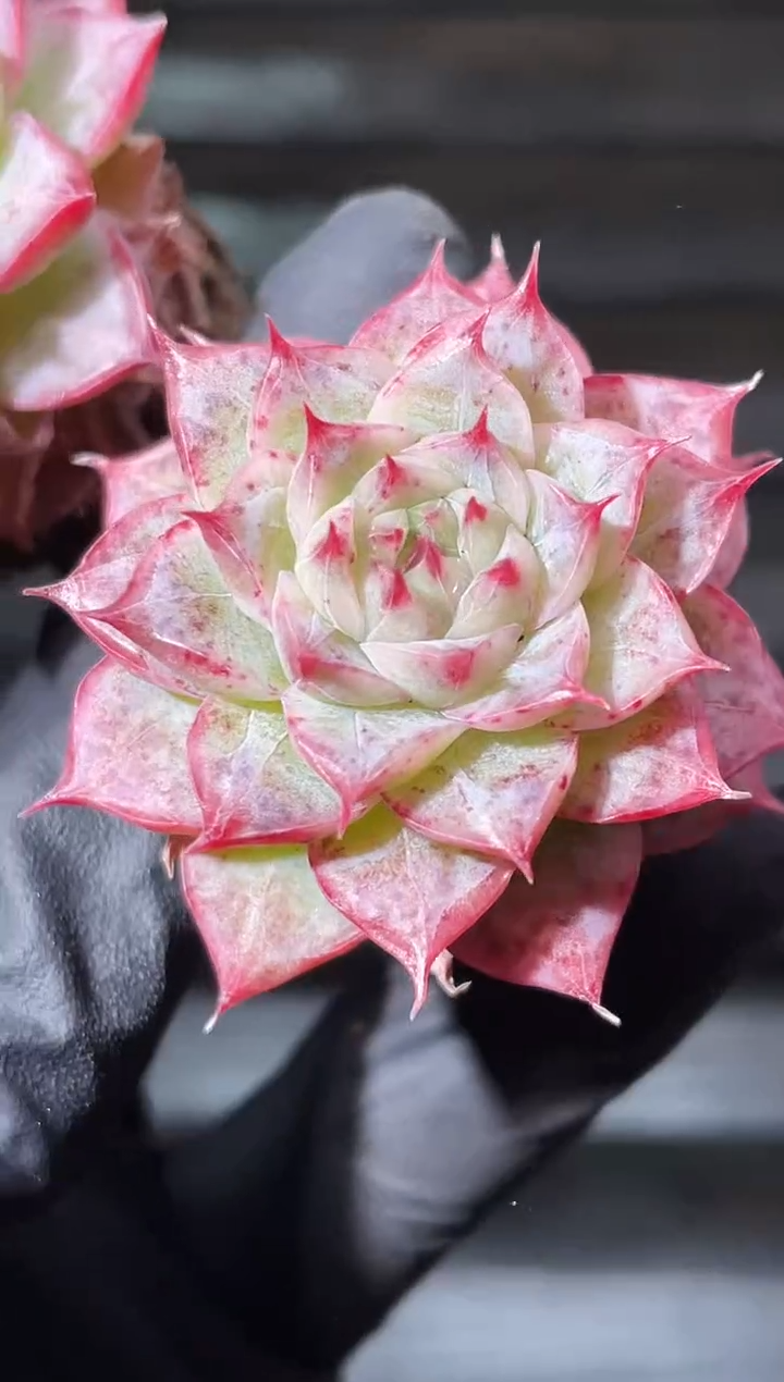 24-5海后2-3厘米量拍发一颗