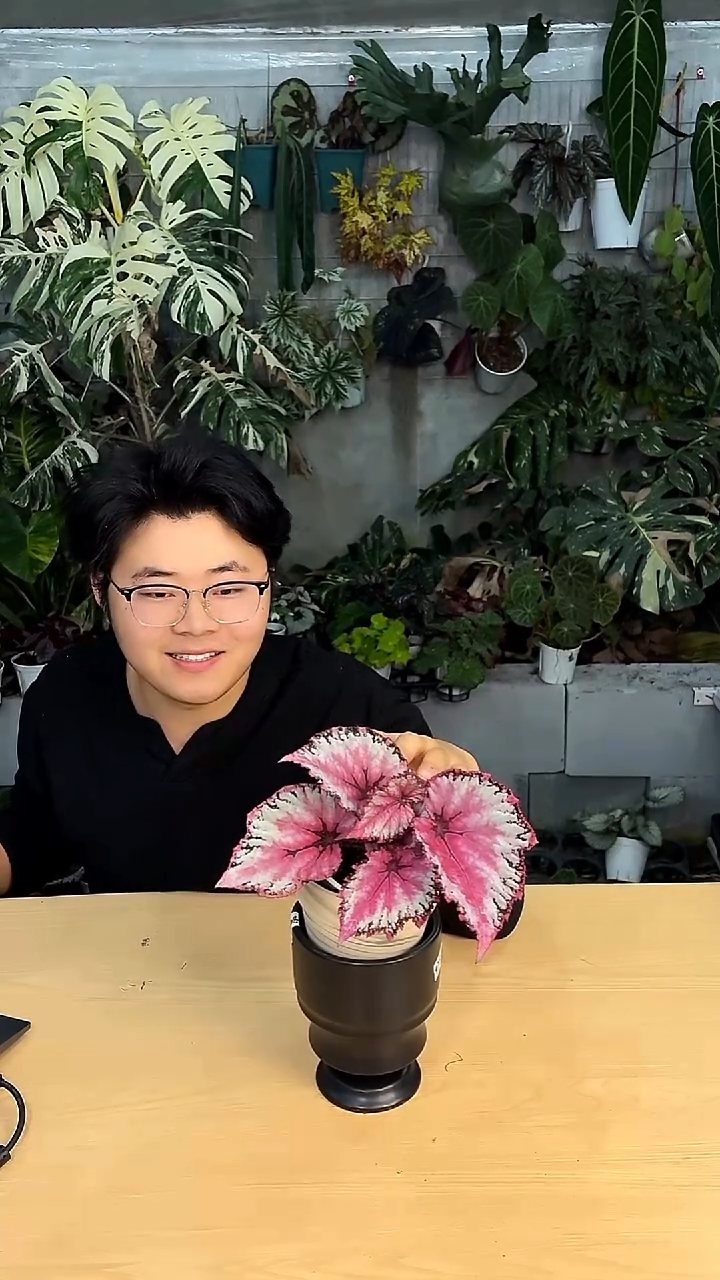 完全开放二月秋海棠