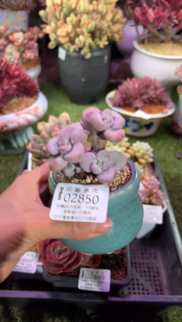 【闪购商品】02850