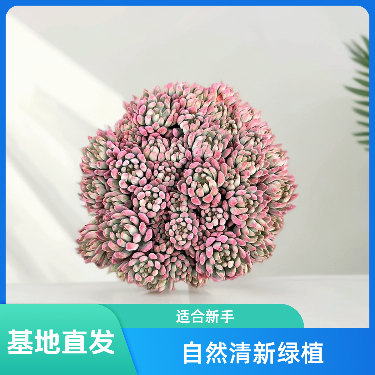 挚爱 蓝苹果【不带盆土】 多肉植物 适合新手好养好看阳台室外