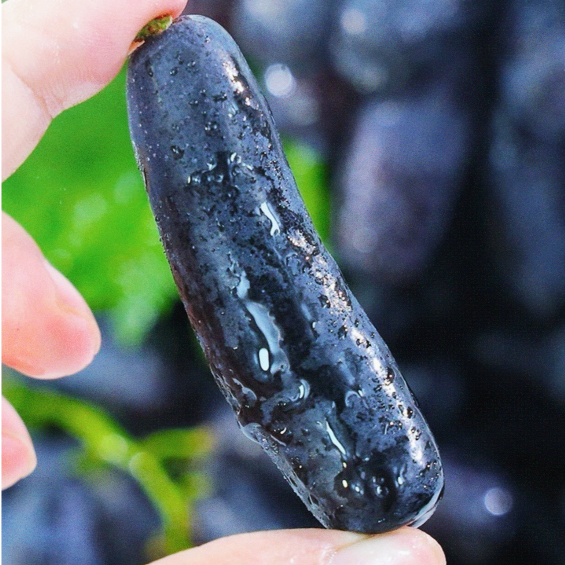 【京东/顺丰冷链】新鲜蓝宝石葡萄现摘现发香甜多汁