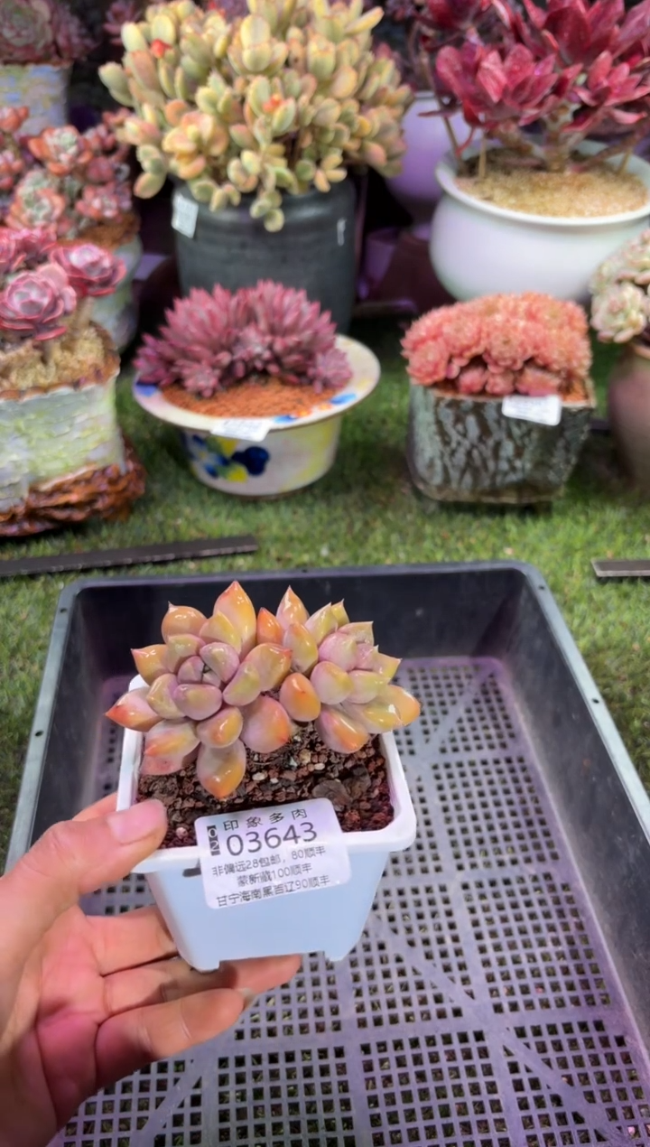 【闪购商品】03643