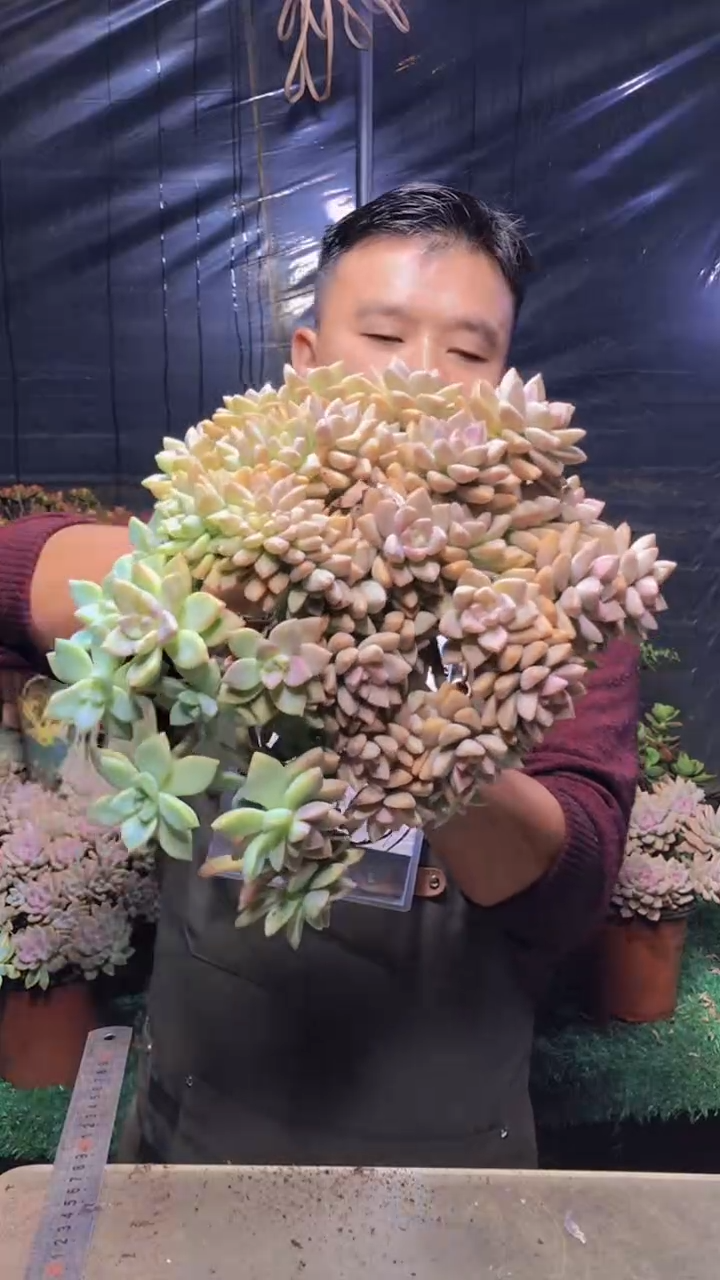 210淡雪缀化（一物一拍）