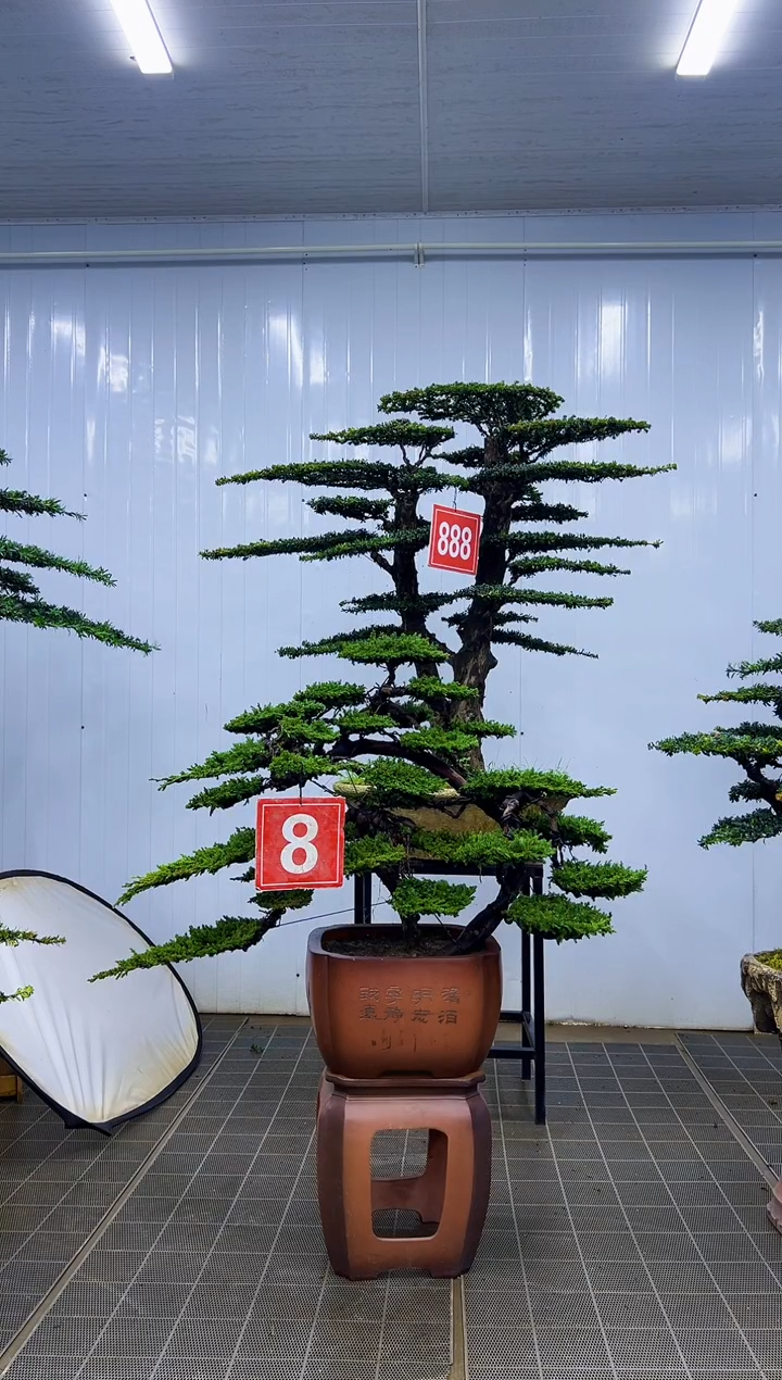 无花朵毛**荐0000000000000000000