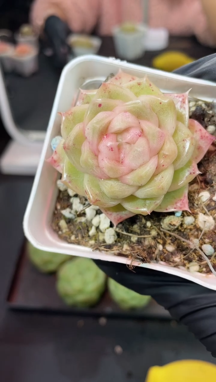 闪购969  珠光宝钻多肉一颗  3.8-4厘米