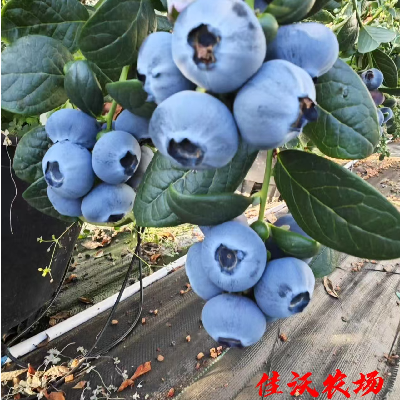 （20mm以上）丹东花香蓝莓头茬果精选蓝莓营养丰富送草莓一箱巨无霸