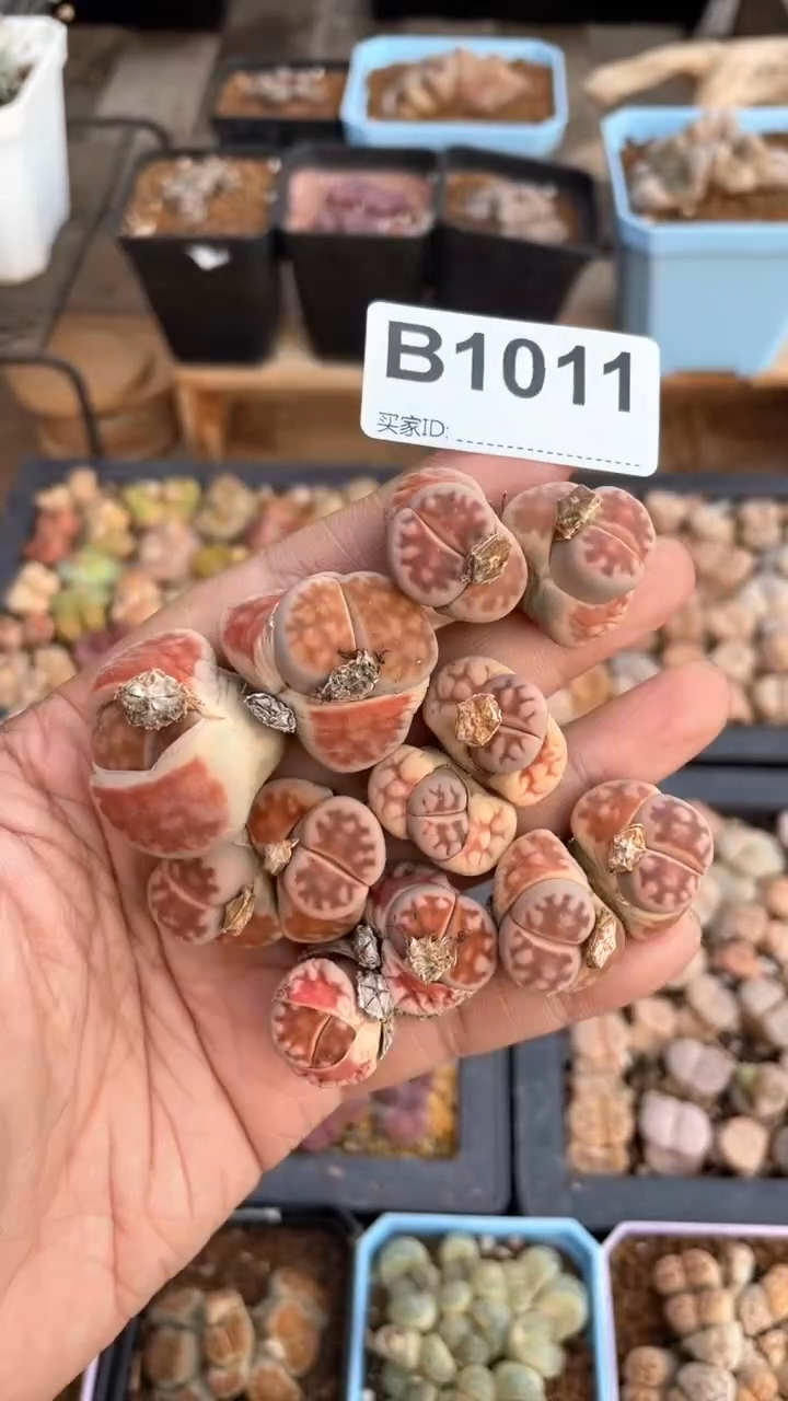 【闪购商品】 1011直播一物一拍