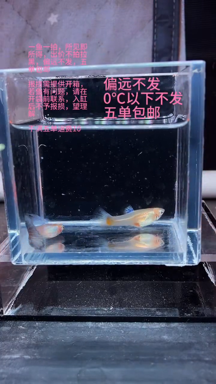 孔雀鱼孔雀鱼 14