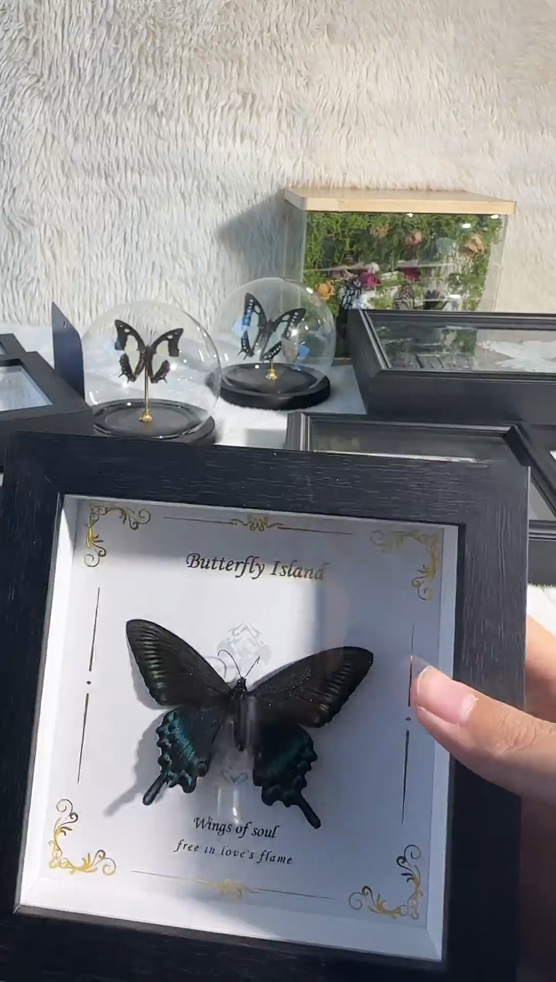 有机玻璃绿带翠风蝶A1