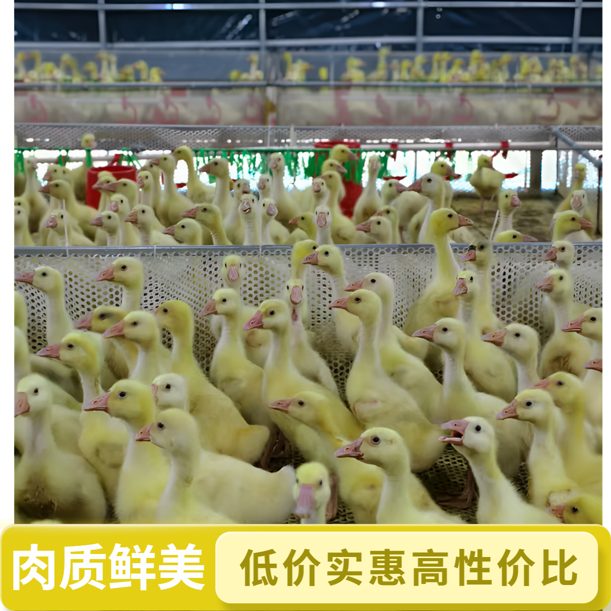 【三花脱温】肉质鲜美，宠物包邮到家