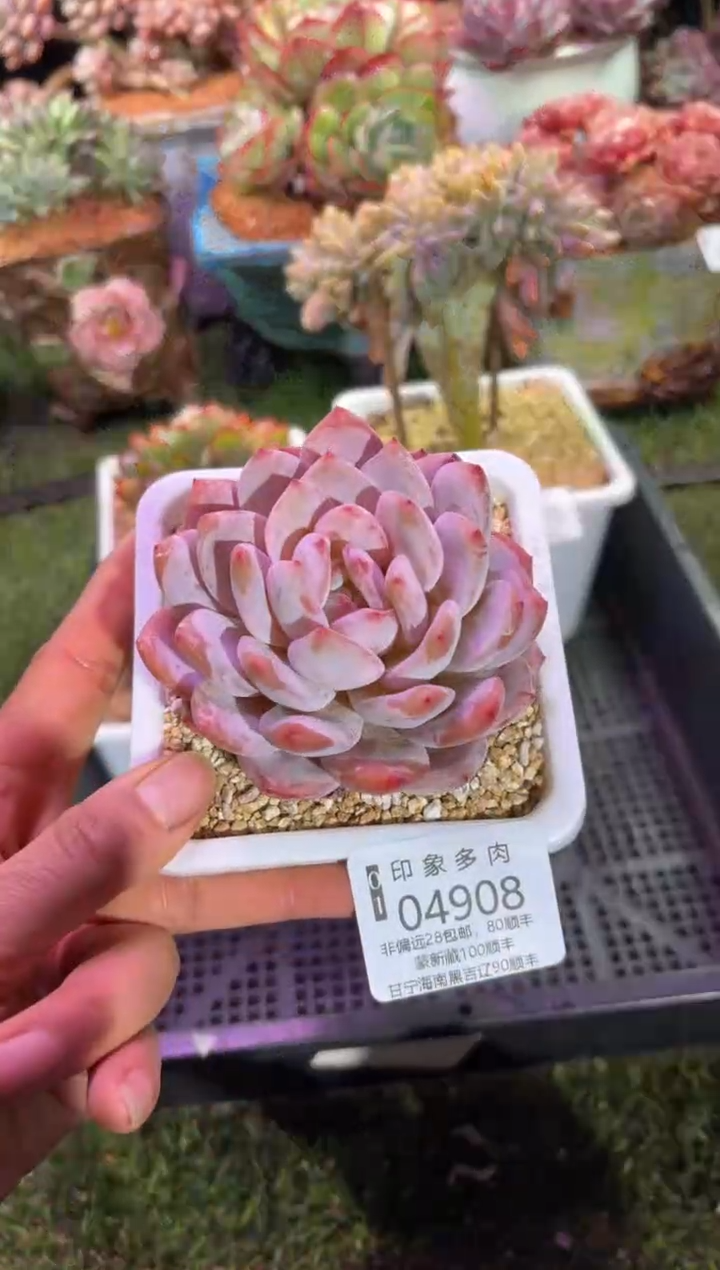 【闪购商品】04908