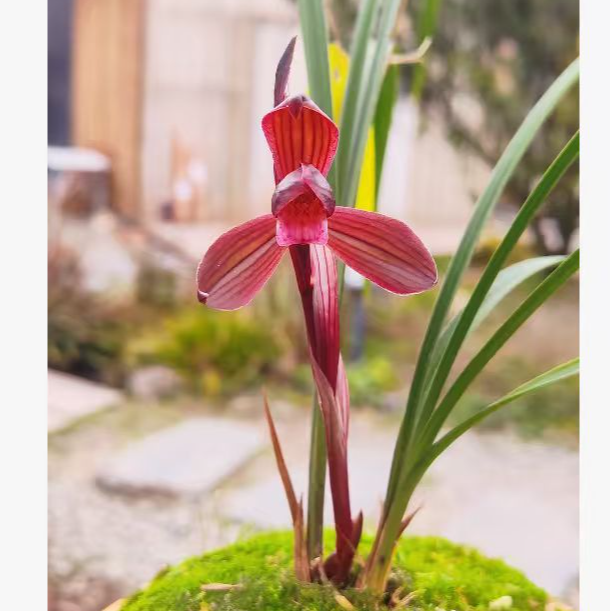 3号-兰花一物一拍专用链接