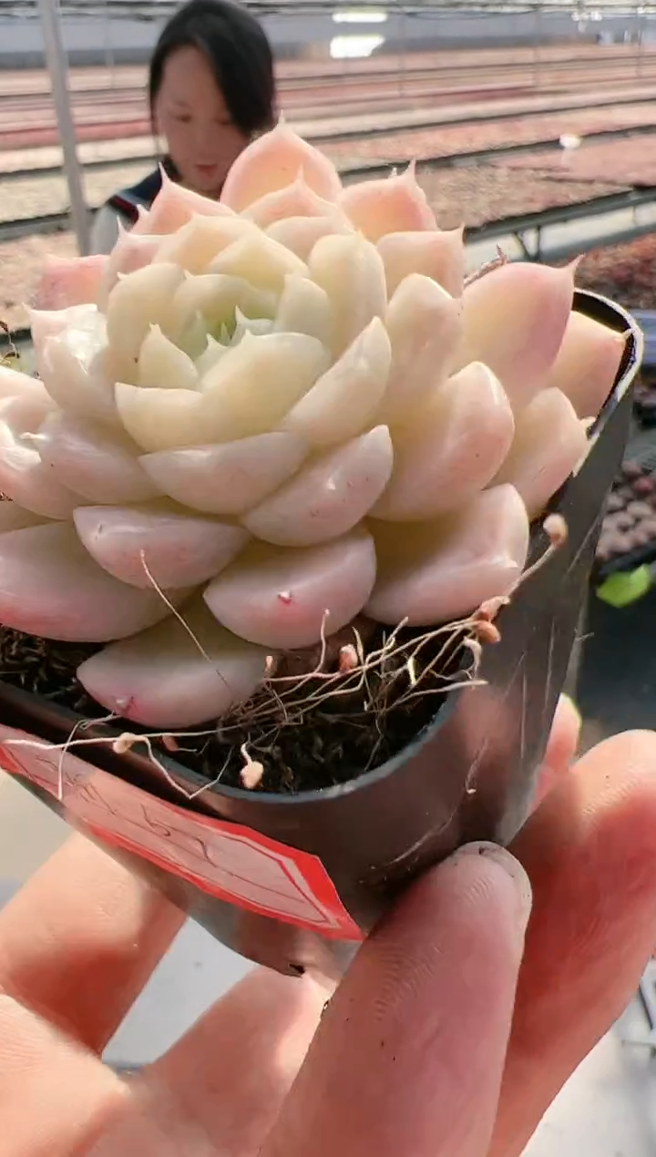 【闪购商品】新-69