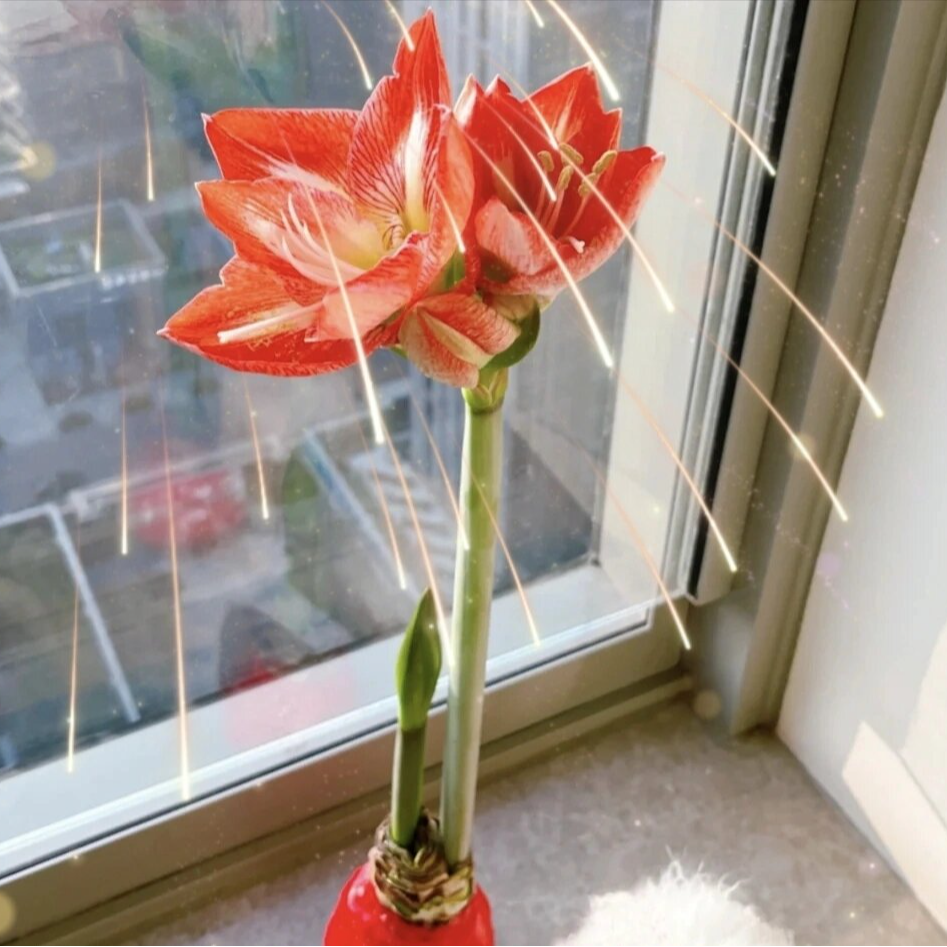 【方德朱顶红红白花蜡球】顺丰冷链包邮 云南鲜花基地直发