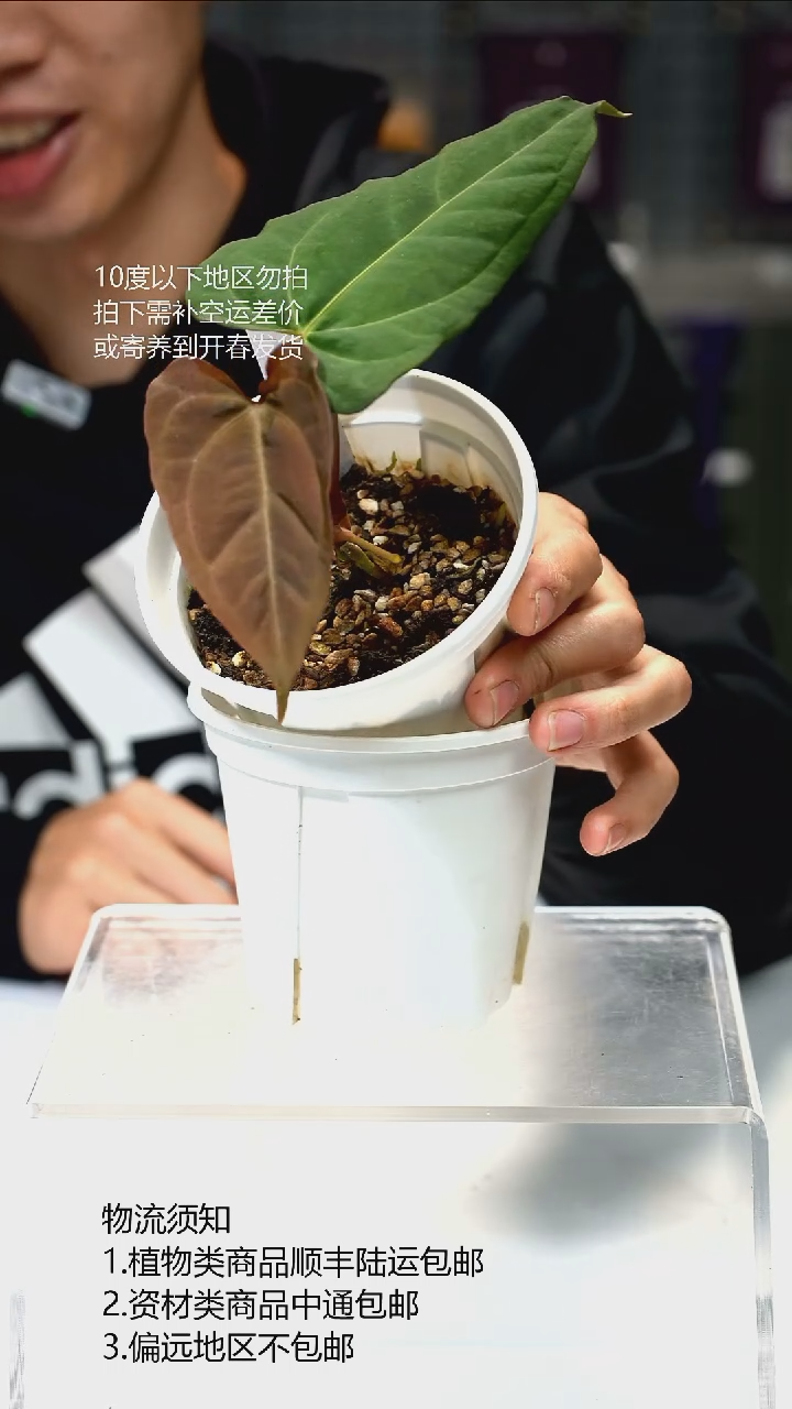 完全开放Getafix*传奇 01