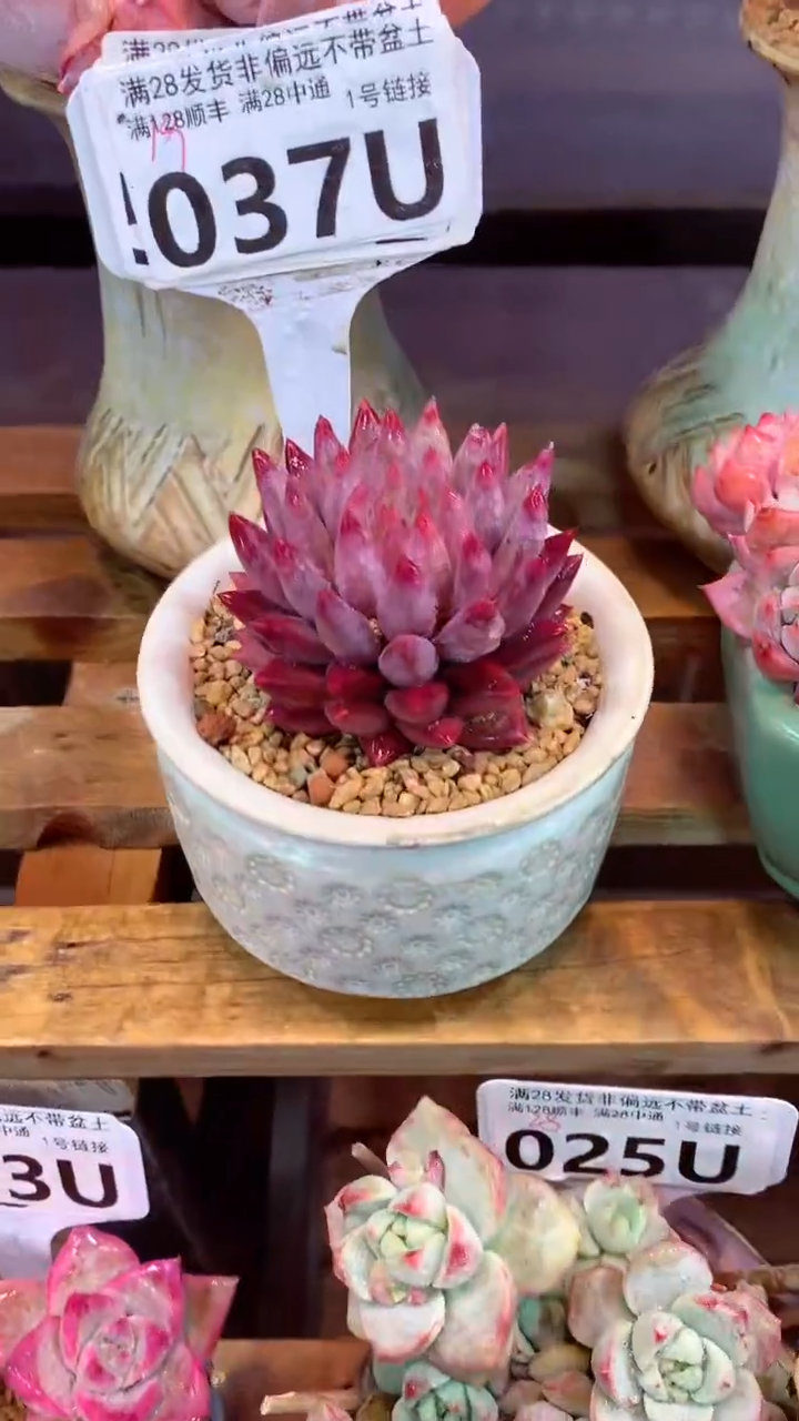 037 U（一物一拍，精品多肉，w所见即所得 ）
