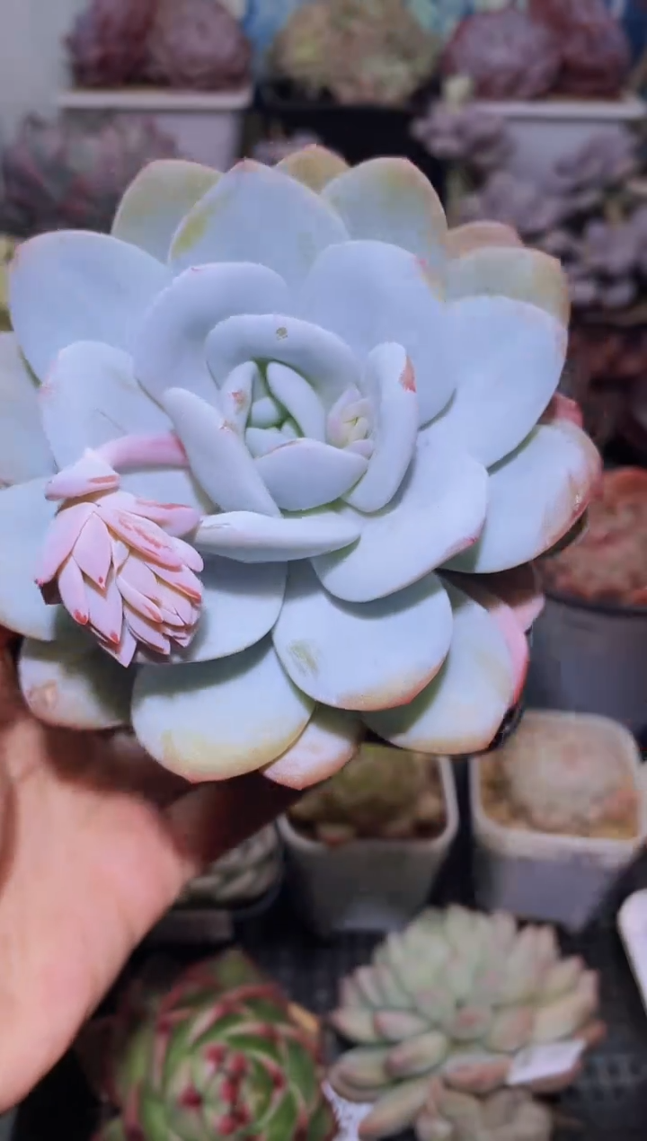 【闪购商品】170雪莲多肉