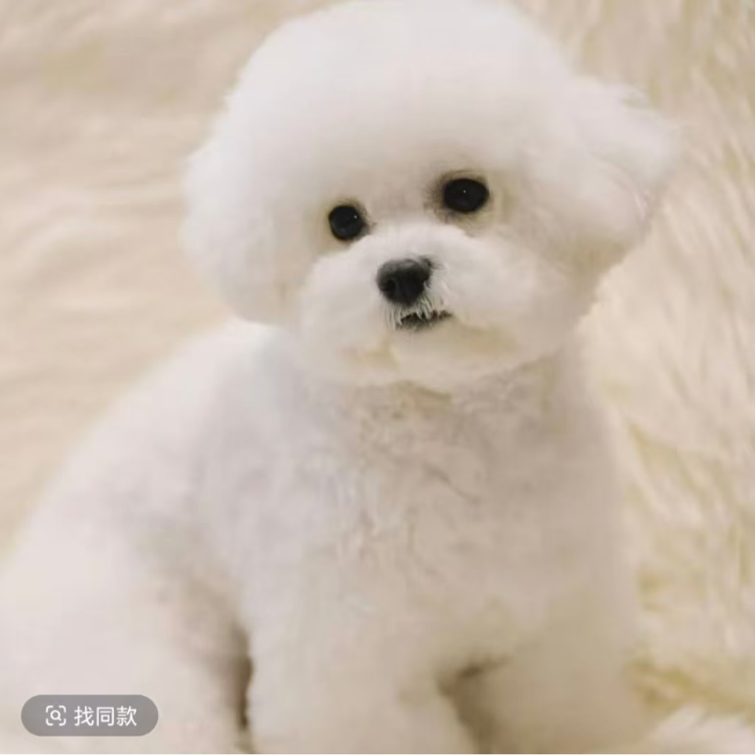 无品牌直播间宠物狗狗补差价