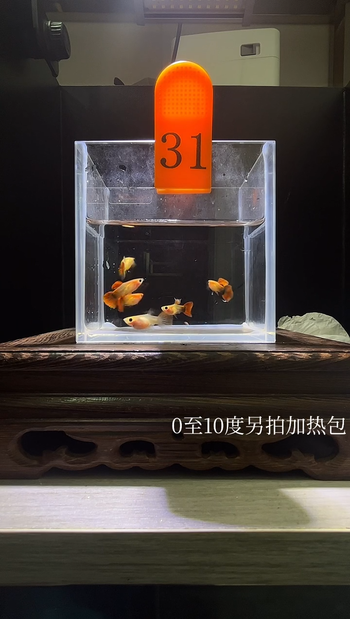 孔雀鱼 红礼服玻璃猫普通体31