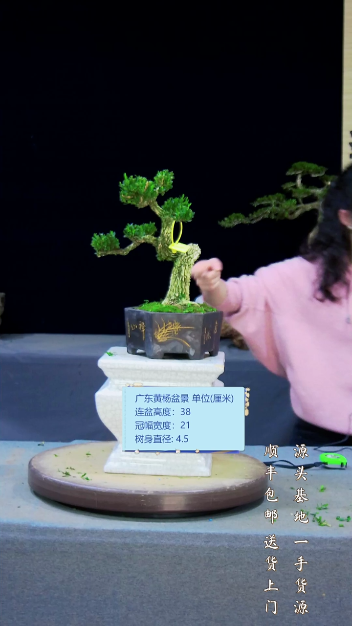 【闪购商品】黄杨盆景黄杨盆景