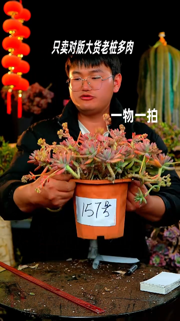 【闪购商品】157号秋丽