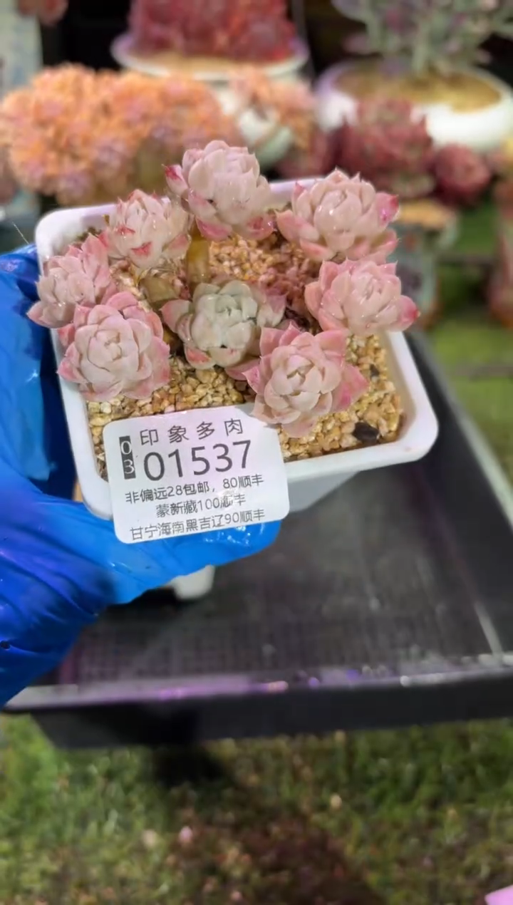 【闪购商品】01537