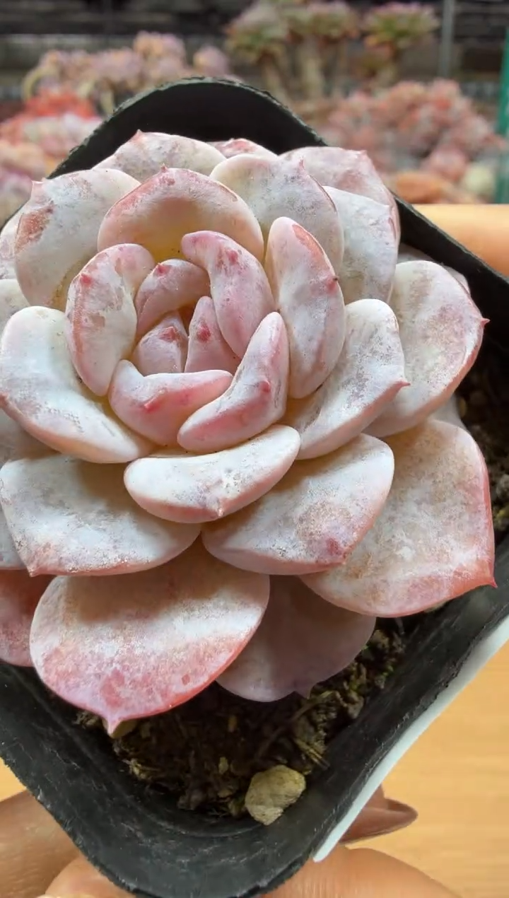 东云多肉园二店-49