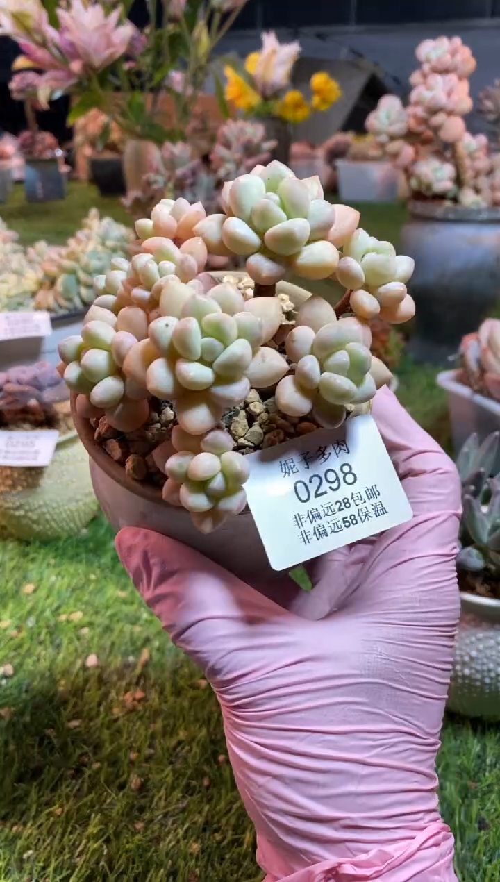 【闪购商品】0298a