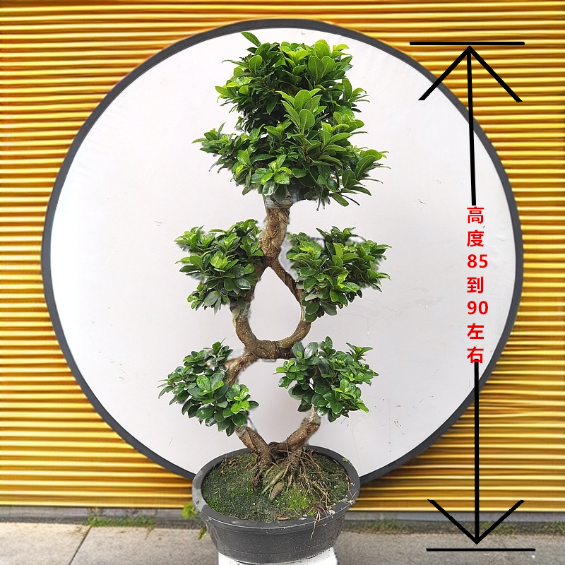 高度88cm左右八字小叶金钱榕树摇钱树榕树室内外盆景老桩四季常青
