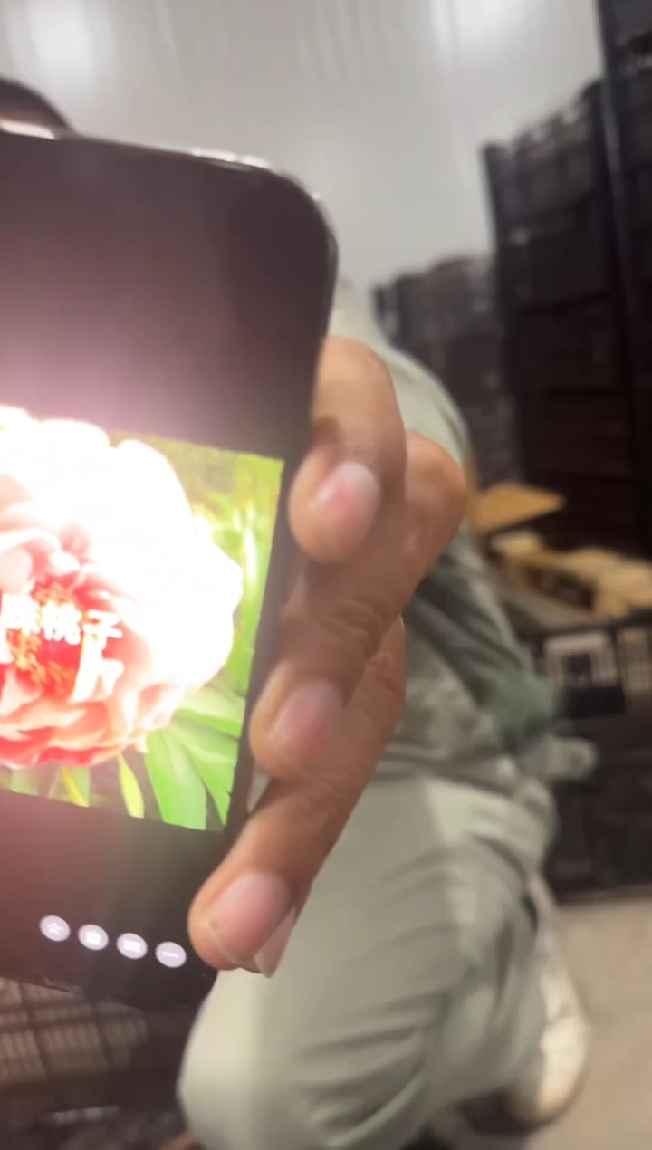 陈****丹 陈姐  128  白山茶