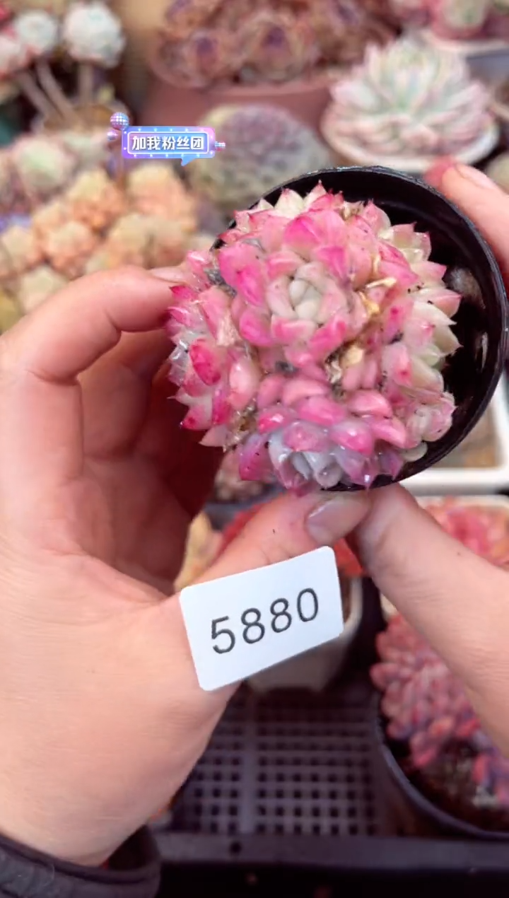 【闪购商品】5880群生女王多肉