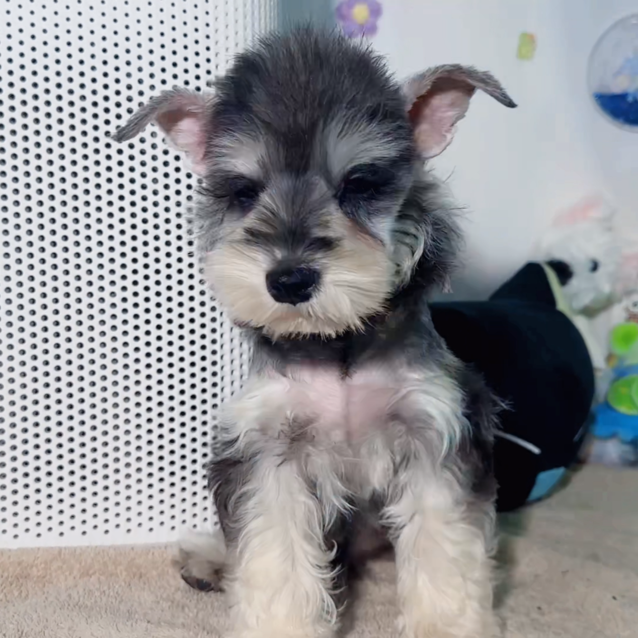 可爱雪纳瑞幼犬小体萌宠