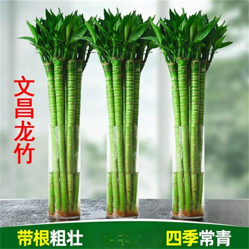 【新疆包邮】4根 带根文昌竹龙竹水养水培绿植室内客厅植物盆栽竹