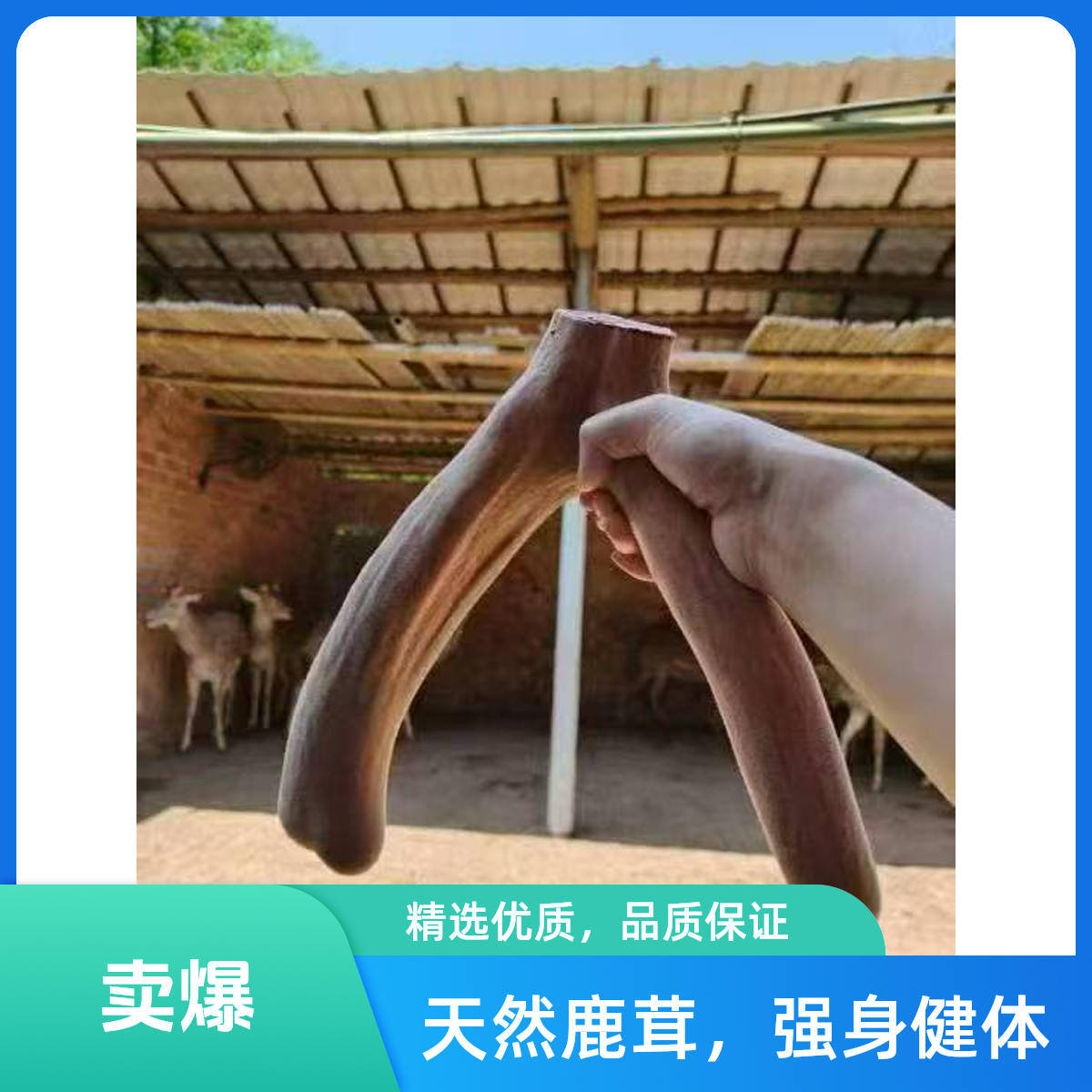 新鲜鹿茸（整支）湖南麓辉梅花鹿生态鹿场直供