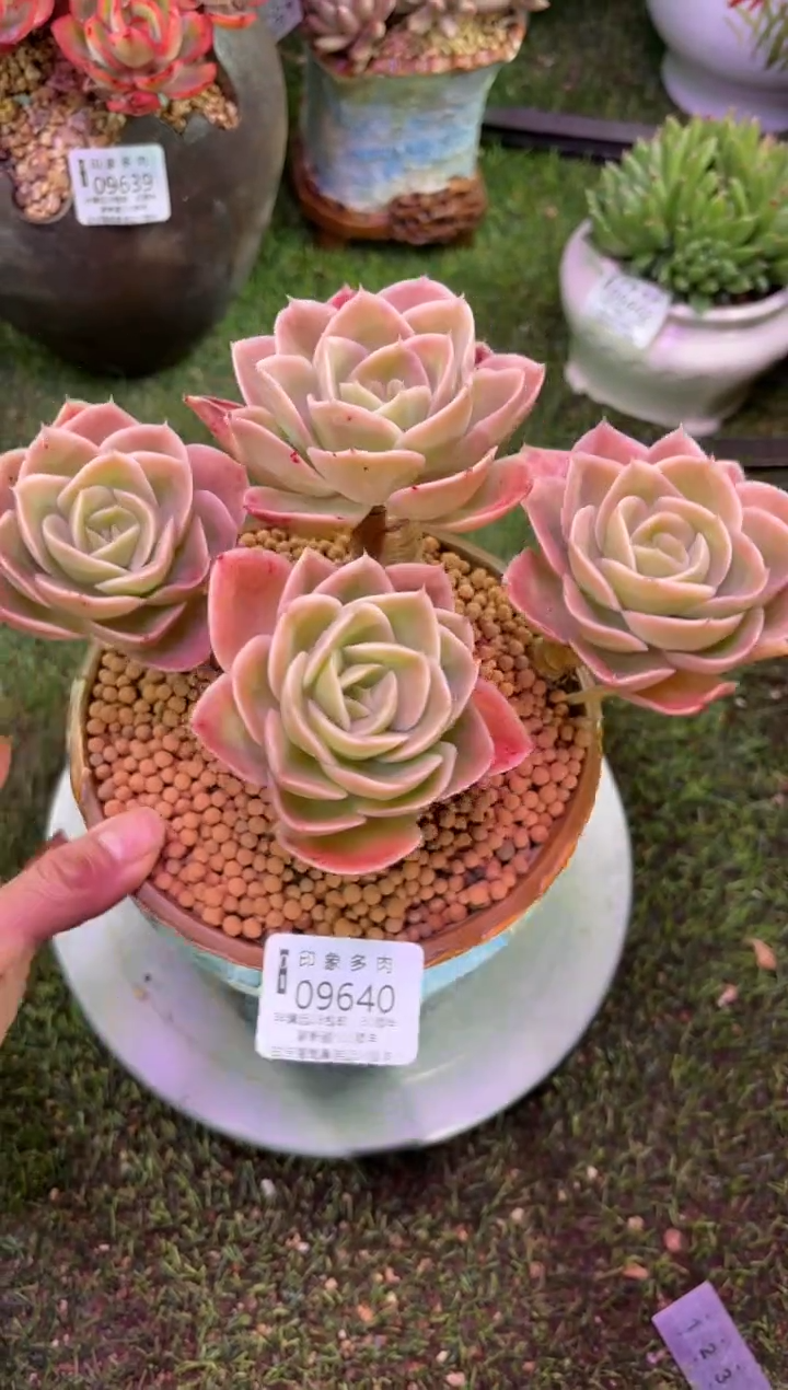 【闪购商品】09640