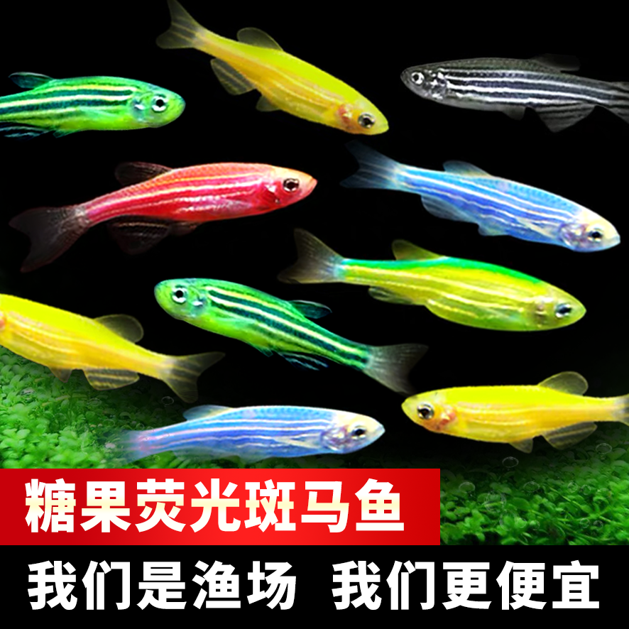 糖果色斑马鱼【热带鱼】斑马鱼观赏鱼小型鱼热带鱼活体鱼活鱼