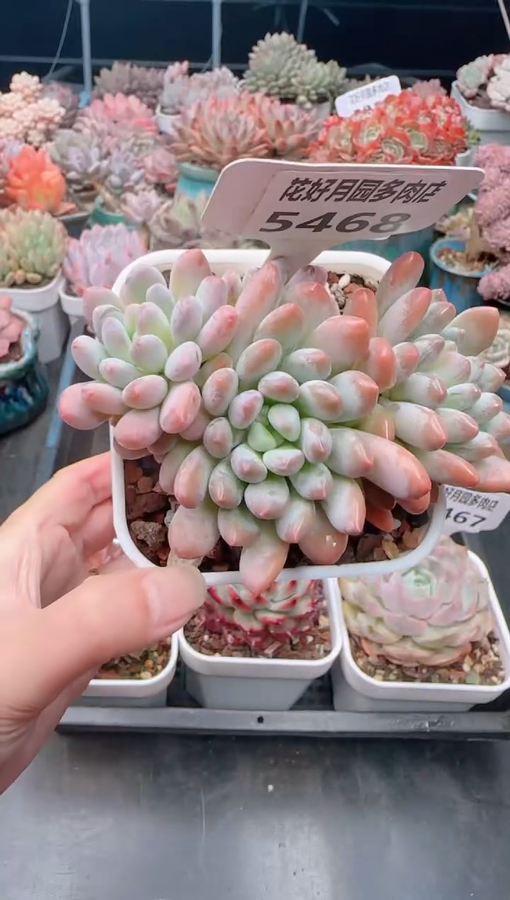 【闪购商品】5468灯美人