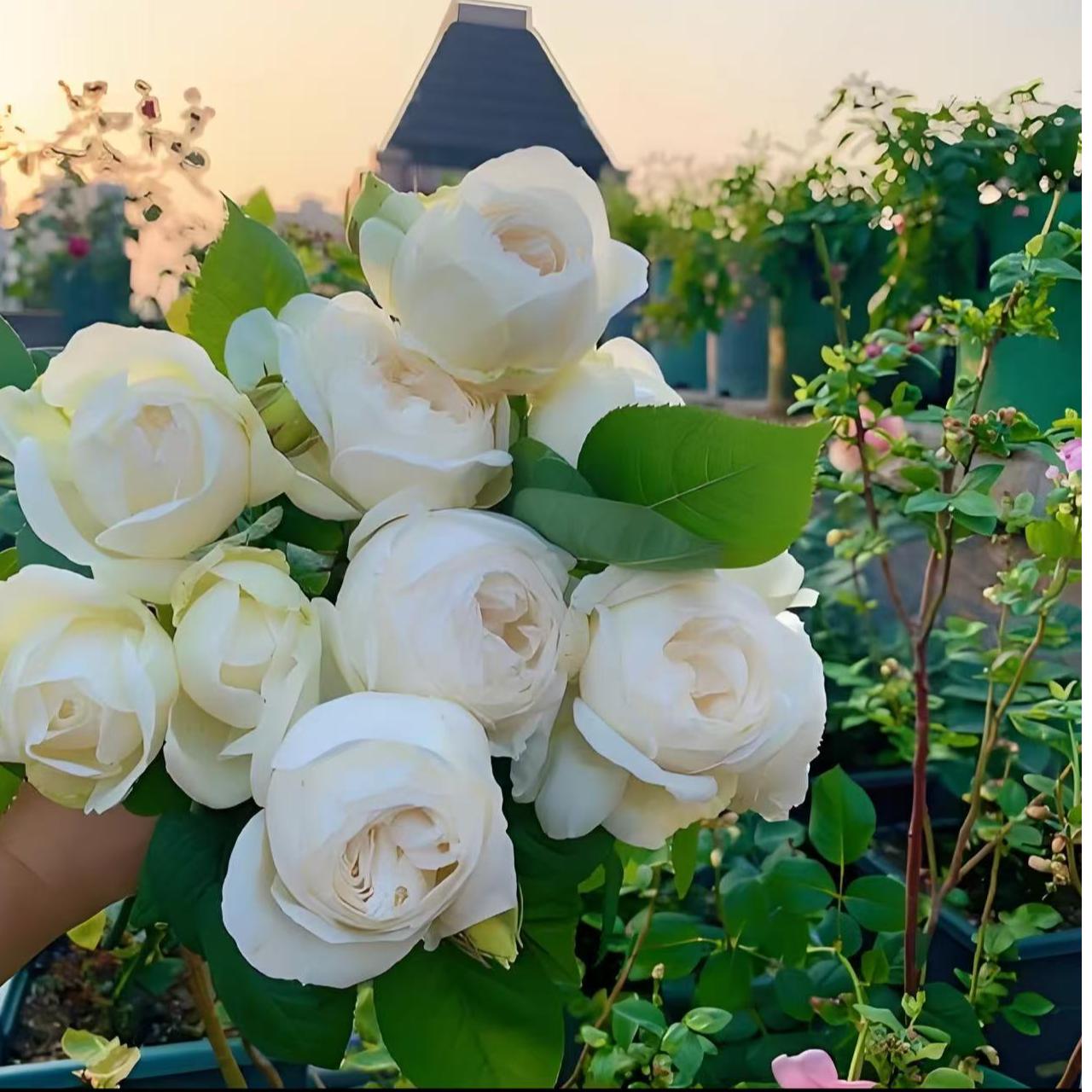 【婚礼之路】2加仑四季开开鲜切花阳台庭院