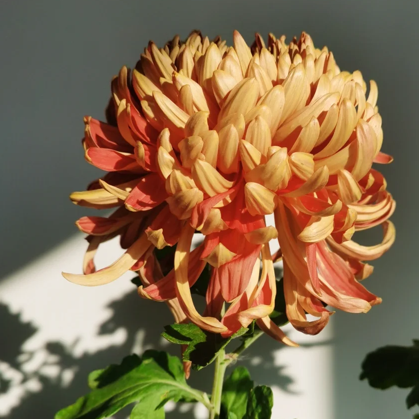 【青山古刹】独头独本大花稀有品菊花盆栽带花苞发货