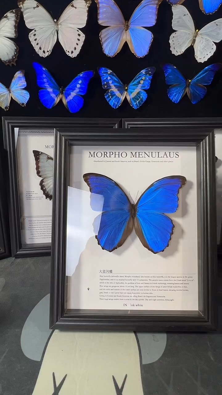 大蓝闪蝶欧版相框