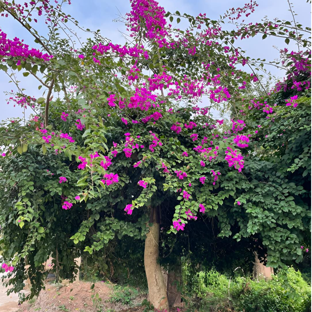 【华景园艺】三角梅特大老桩一物一拍专用链接全年花期循环开花特大