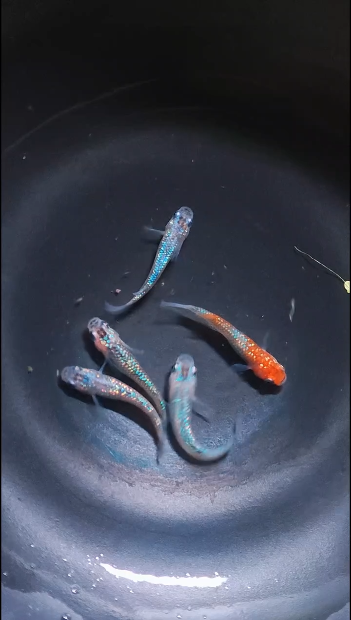 青鳉鱼观背青鳉028