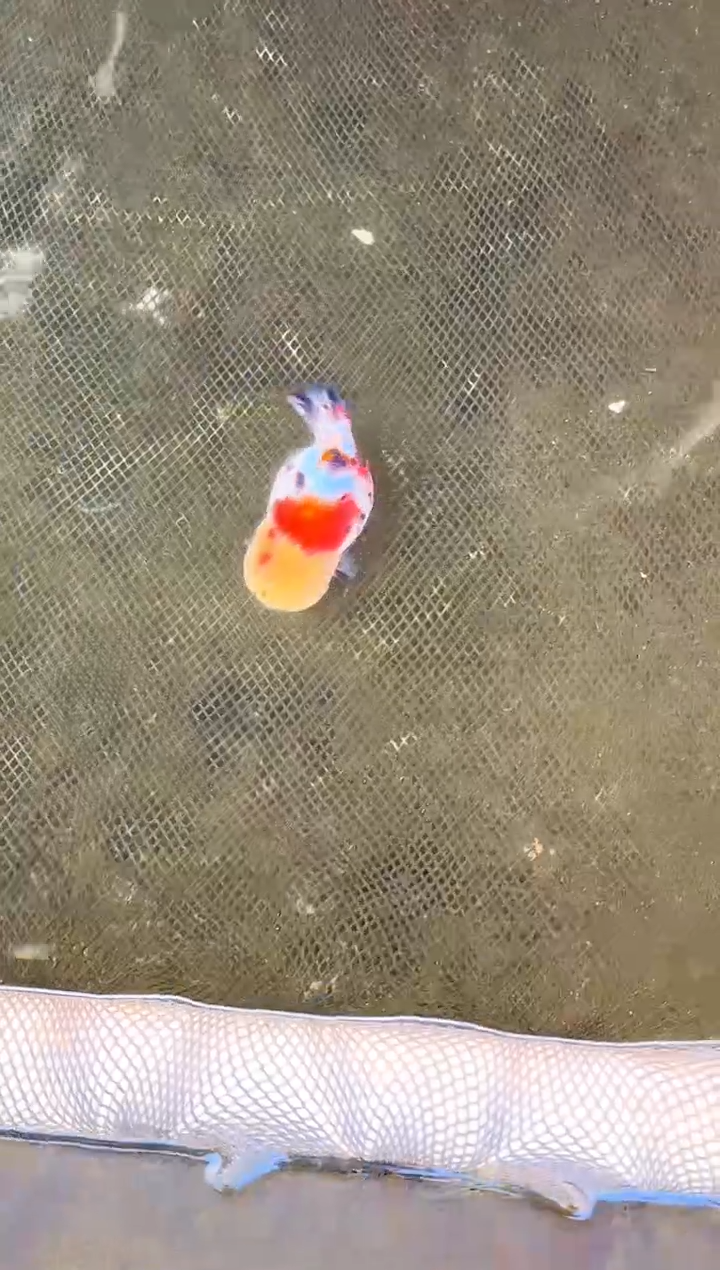金鱼枯**?水娃娃渔场兰寿观赏鱼
